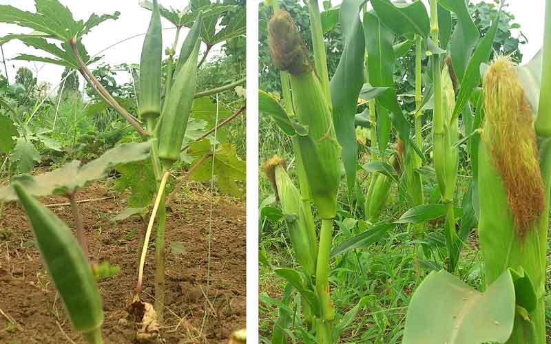 オクラトウモロコシ